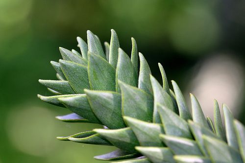 Scaly plant. © OI. G., Flickr CC by nd 2.0