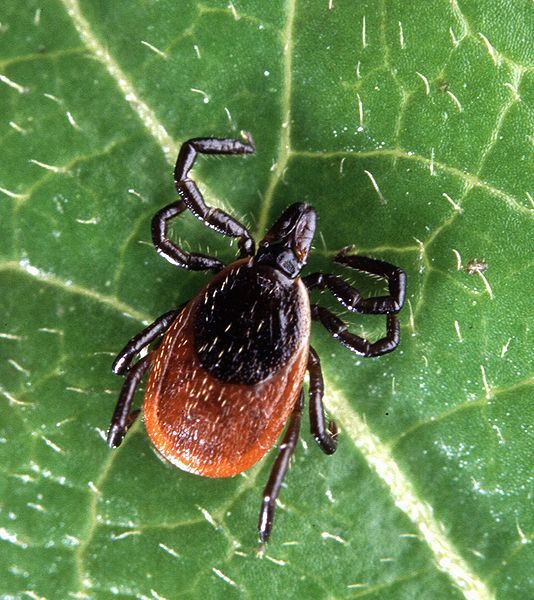 Lyme's disease is transmitted by ticks. © Scott Bauer, Wikimedia, Public domain