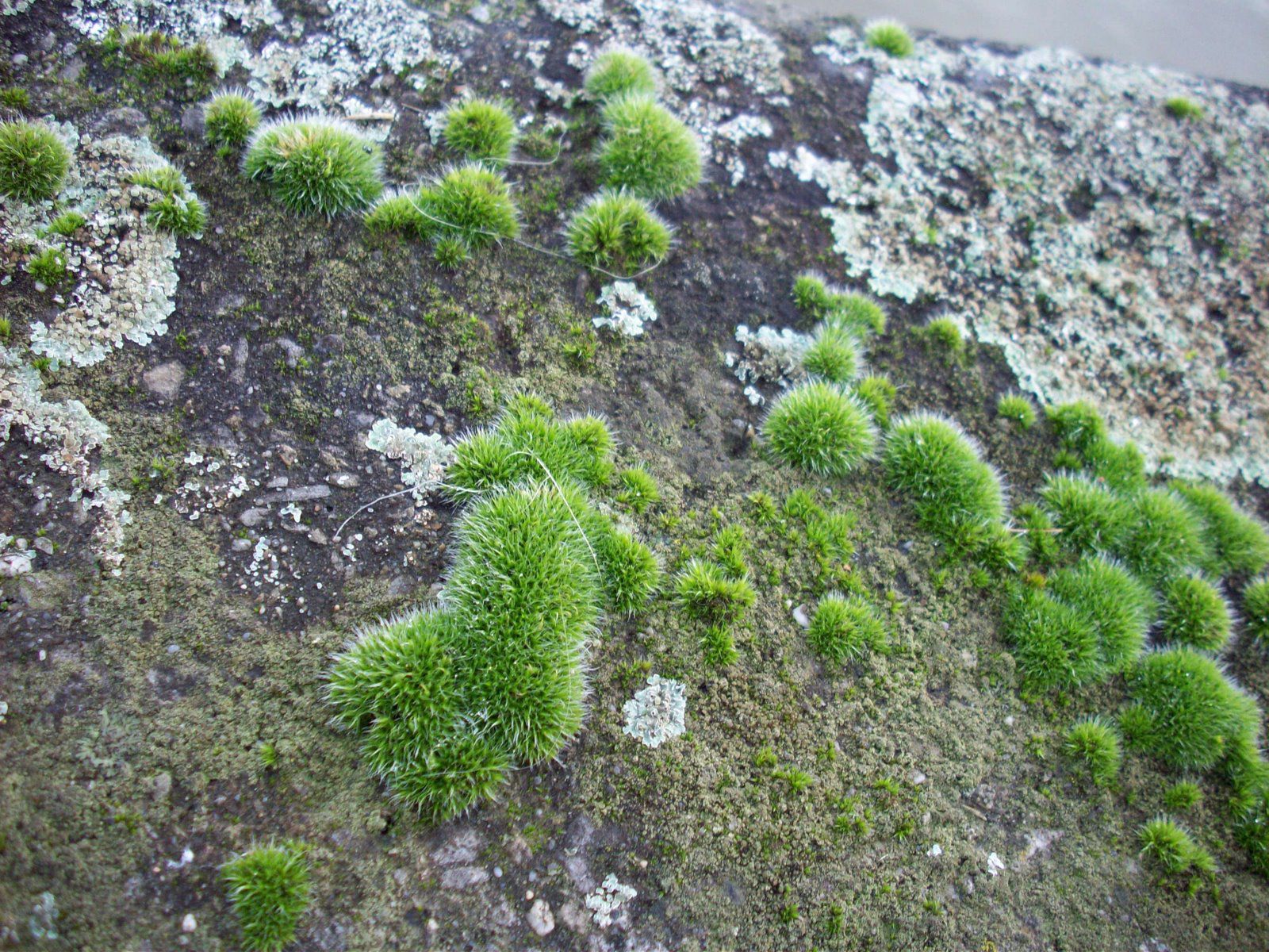 These lichen and mosses are colonising a new environment: a concrete block. © Jacques Bertrand CC by-nc-nd 3.0
