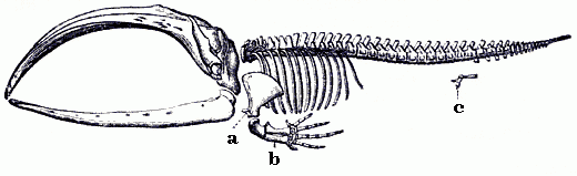 Skeleton of the whale © Meyers Konversionlexikon 1888, public domain