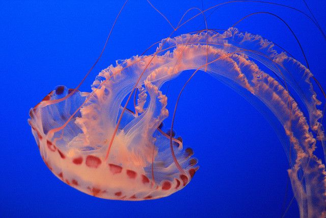 meduse-flickr-semio