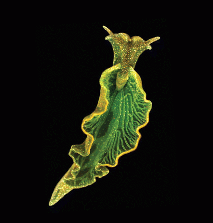 The sea slug Elysia chlorotica looks like a dark green leaf. This comes from the fact that it recycles the chloroplasts of its prey (Vaucheria litorea) in its digestive tube. © Mary S. Tyler / PNAS