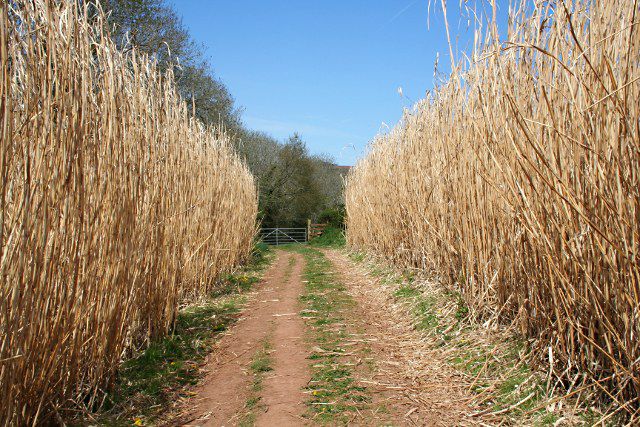 When will miscanthus be used in engines? © Tony Atkin, Geograph CC by-sa 2.0