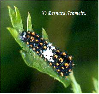 The caterpillar, a defoliator. © Bernard Schemltz