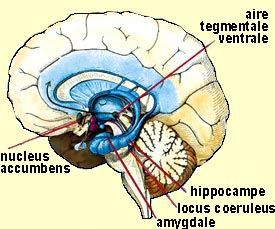 Position of the nucleus accubens in the human brain. Source unknown