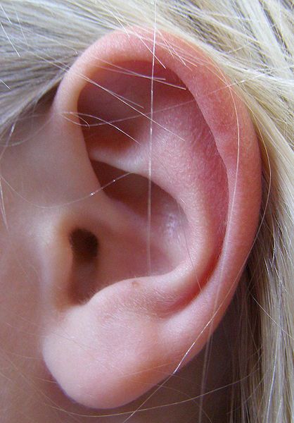 The outer ear is the most visible part of the ear.  © DR