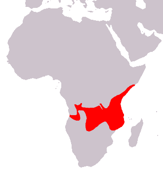 Example of a range: the yellow baboon (Papio cynocephalus). © C. Chauvin, Wikimedia public domain