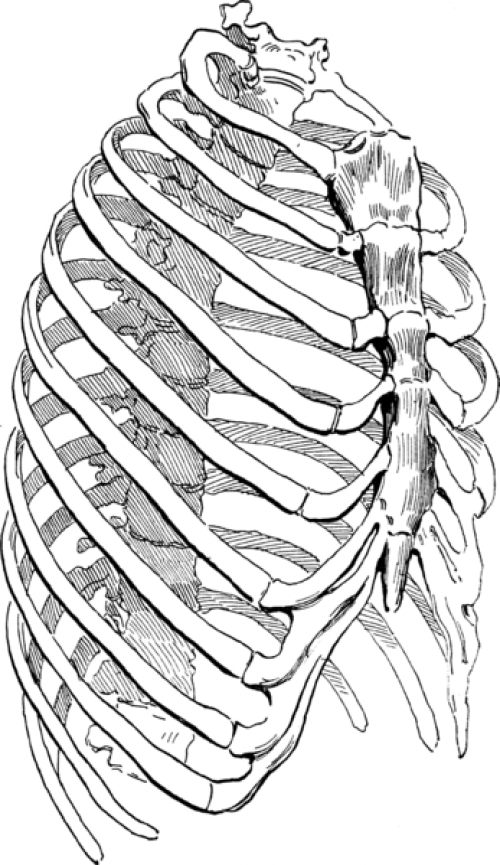 Definition > Sternum