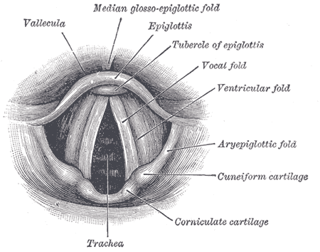 The two vocal cords (vocal fold) are contained in the larynx. © Public domain