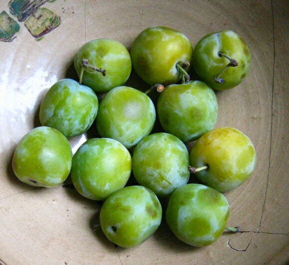 Greengage is a green plum created in France. © DR