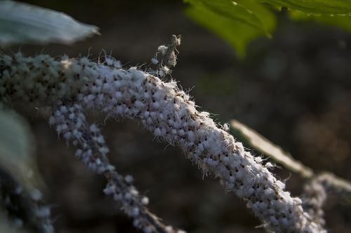 Plant infested by insects (aphids). © Bionicteaching CC by-sa 2.0