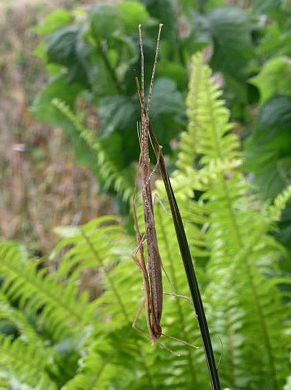 The endemic stick insect. © Dominique Martiré