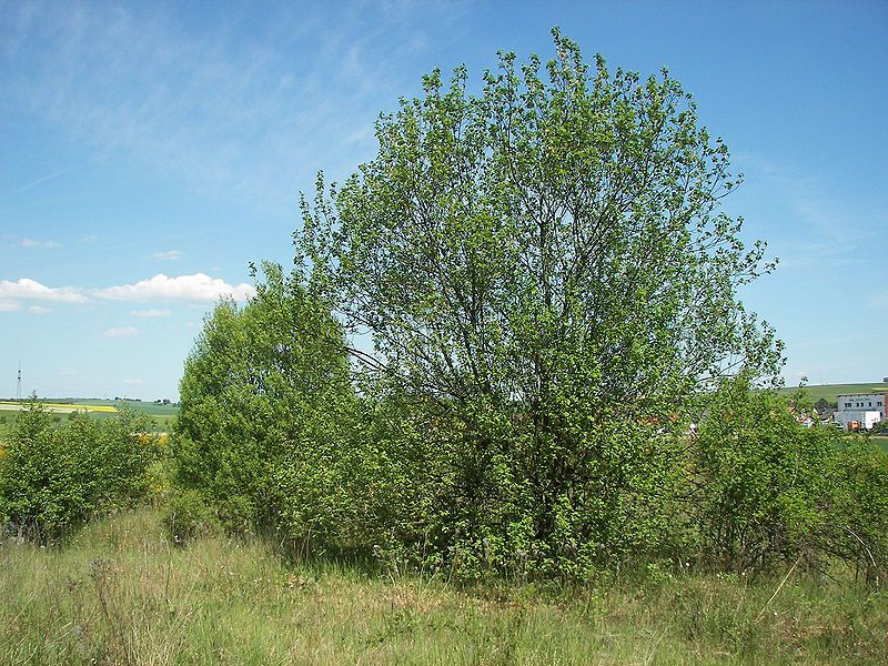 Pussy willowSalix caprea, Ort: Lahntal-Goßfelden, Hessen, Germany. © Willow, GNU Free Documentation License, Version 1.2