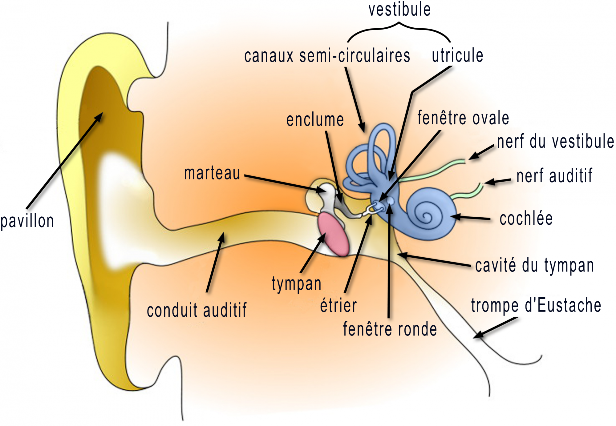Plan of the internal ear. DR Credits