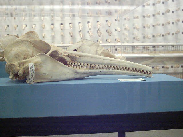 Skull of a pink Amazonian dolphin (Inia geoffrensis), which shows the animal's dentition. © TJ CC by-nc-nd