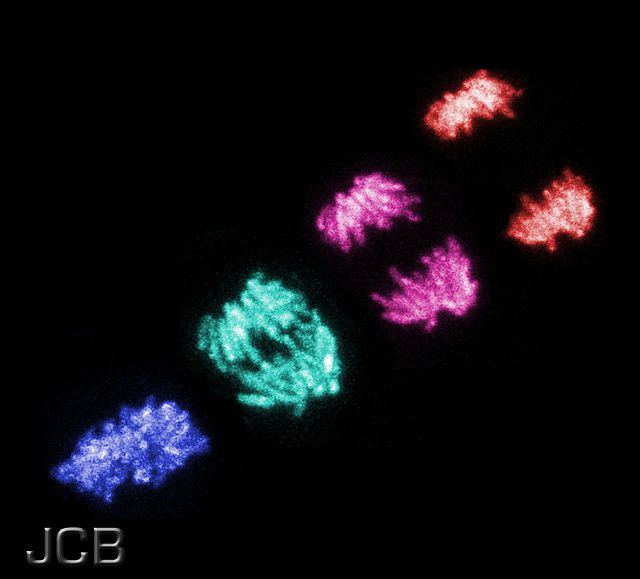 Endoreduplication is mitosis without cell division. © The JCB, Flickr, cc by nc sa 2.0