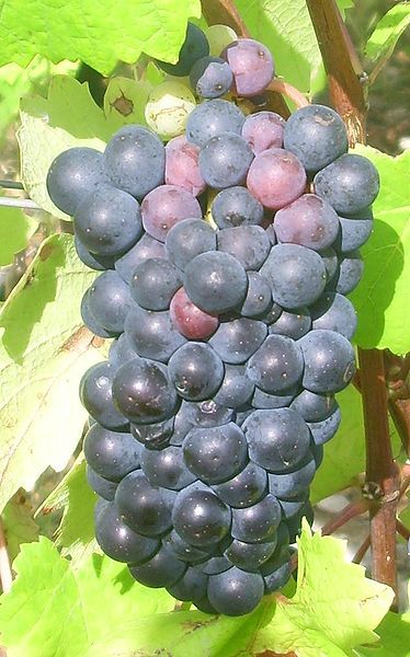 A bunch of Pinot noir grapes. © Mpmpmp, Wikipedia CC by sa 3.0