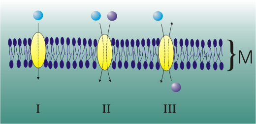 The different types of facilitated diffusion transporter proteins. M is a section through the cell membrane. An antiport protein is seen in III © Zoph, Wikimedia CC by-sa 3.0